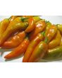 Sweet Pepper ‘Tequila Sunrise' Seeds (Certified Organic)