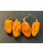 Hot Pepper 'Ojeenma' Seeds