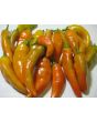 Sweet Pepper ‘Tequila Sunrise' Seeds (Certified Organic)