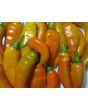 Sweet Pepper ‘Tequila Sunrise' Seeds (Certified Organic)