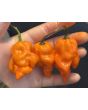 Hot Pepper 'Bih Jolokia x Sugar Rush Peach' Seeds (Certified Organic)