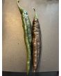 Hot Pepper ‘Pasilla Bajio’ AKA 'Chilaca' Seeds