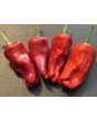 Hot Pepper 'Aci Sivri Biber Cross' Seeds