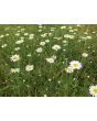 German Chamomile Seeds (Certified Organic)
