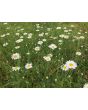 German Chamomile Seeds (Certified Organic)