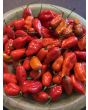 Hot Pepper 'Orion RED CROSS' Seeds