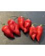 Hot Pepper 'Orion RED CROSS' Seeds