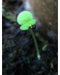 Blue Forget-Me-Not
