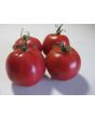 Tomato 'Bola Macizo' Seeds (Certified Organic)