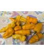 Hot Pepper 'Golden Slimer' (Long Variant) Seeds (Certified Organic)