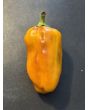 Sweet Pepper 'Blot' Seeds