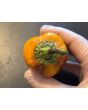 Sweet Pepper 'Blot' Seeds