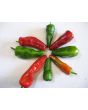 Hot Pepper ‘Pimiento de Padron’ Seeds (Certified Organic)