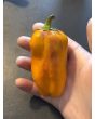 Sweet Pepper 'Blot' Seeds