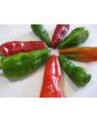 Hot Pepper ‘Pimiento de Padron’ Seeds (Certified Organic)