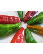 Hot Pepper ‘Pimiento de Padron’ Seeds (Certified Organic)