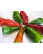 Hot Pepper ‘Pimiento de Padron’ Seeds (Certified Organic)