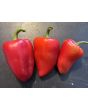 Sweet Pepper 'Lipstick' Seeds
