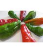 Hot Pepper ‘Pimiento de Padron’ Seeds (Certified Organic)