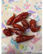 Hot Pepper 'Caramel Naganero Scorpion' Seeds (Certified Organic)