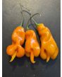 Hot Pepper ‘Erotica Orange' Seeds