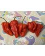 Hot Pepper ‘Zing’ Seeds (Certified Organic)