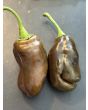 Sweet Pepper 'Sweet Chocolate' Seeds