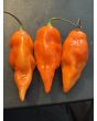 Sweet Pepper 'Habanada' Seeds