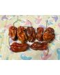 Hot Pepper 'Contorted Coco' Seeds (Certified Organic)