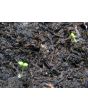 Petunia, Purple and White Striped Seeds (Certified Organic)