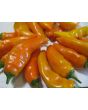 Sweet Pepper ‘Tequila Sunrise' Seeds (Certified Organic)