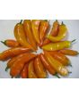 Sweet Pepper ‘Tequila Sunrise' Seeds (Certified Organic)