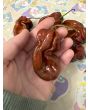 Hot Pepper 'Contorted Coco' Seeds (Certified Organic)