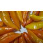 Sweet Pepper ‘Tequila Sunrise' Seeds (Certified Organic)