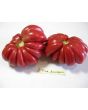 Tomato 'Pink Accordion'