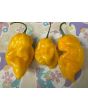 Hot Pepper 'Aji Lemon x Reaper' Seeds (Certified Organic)