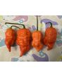 Hot Pepper 'Death Spiral' Seeds (Certified Organic)