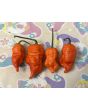 Hot Pepper 'Death Spiral' Seeds (Certified Organic)
