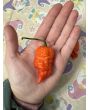 Hot Pepper 'Death Spiral' Seeds (Certified Organic)
