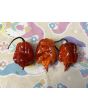 Hot Pepper 'Purple Reaper' Seeds (Certified Organic)