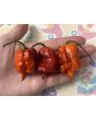 Hot Pepper 'Purple Reaper' Seeds (Certified Organic)