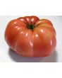 Tomato 'Monk'