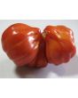 Tomato 'Tlacolula Red' AKA 'Tlacolula Ribbed' 