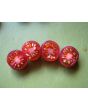 Tomato 'Indigo Blue Berries'