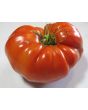 Tomato 'Red Brandywine, Regular Leaf' 