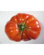 Tomato 'Red Brandywine, Regular Leaf' 