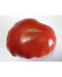 Tomato 'Red Brandywine, Regular Leaf' 