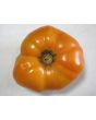 Tomato 'Dr. Wyche's Yellow'