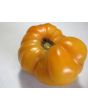 Tomato 'Dr. Wyche's Yellow'