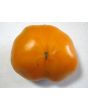 Tomato 'Golden Sunray' 